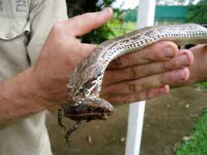 A death adder killed by a cane toad. Source: canetoadsinoz.com.