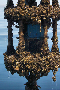 Zebra mussels smothering a current meter (Lake Michigan). Source: National Oceanic and Atmospheric Administration (NOAA).