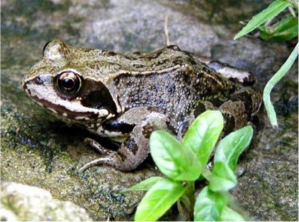 Figure 2. The common toad population declines, yet thrives in urban areas. 